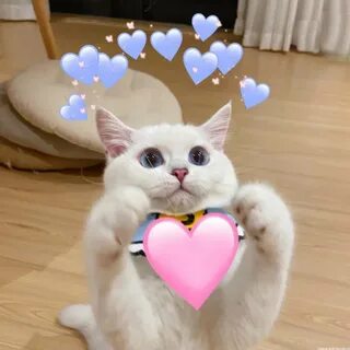Kittygo