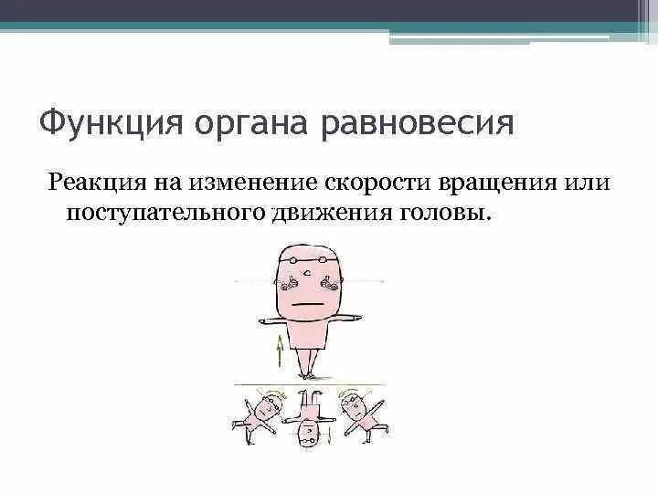 Орган равновесия функции. Функционирование органа равновесия. Орган равновесия строение и функции таблица. .Основным органом равновесия является.