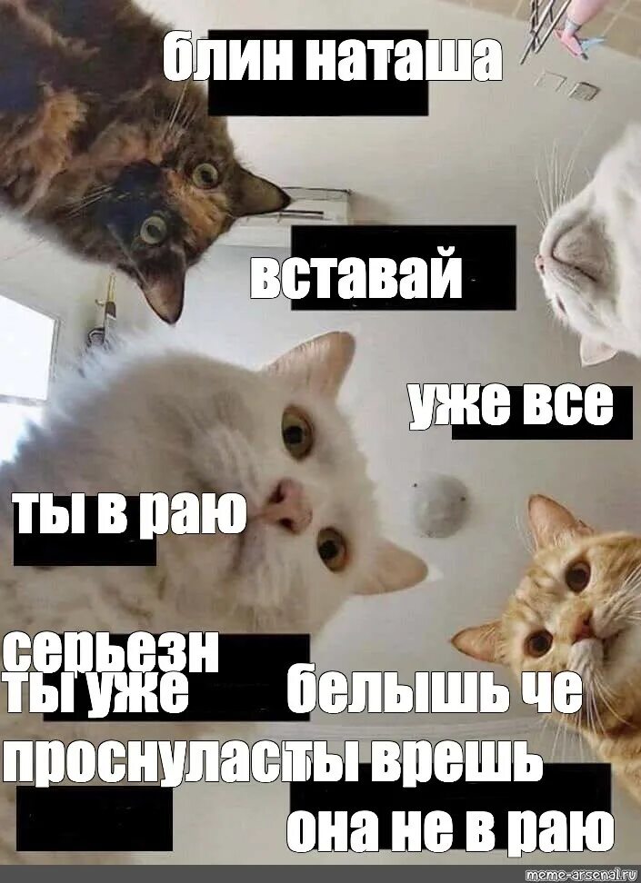 Мем с котами наташа вставай Комикс мем: "Наташ, вставай, уже май! У тебя День Рождения сегодня. Наташ, это т