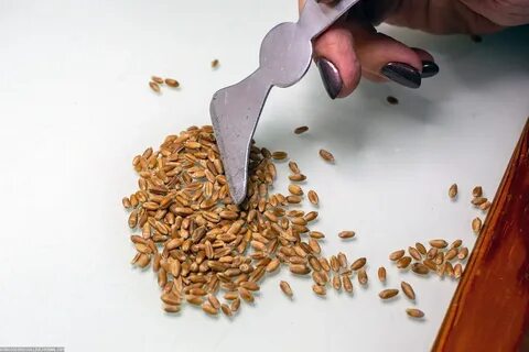 Зерна абакан