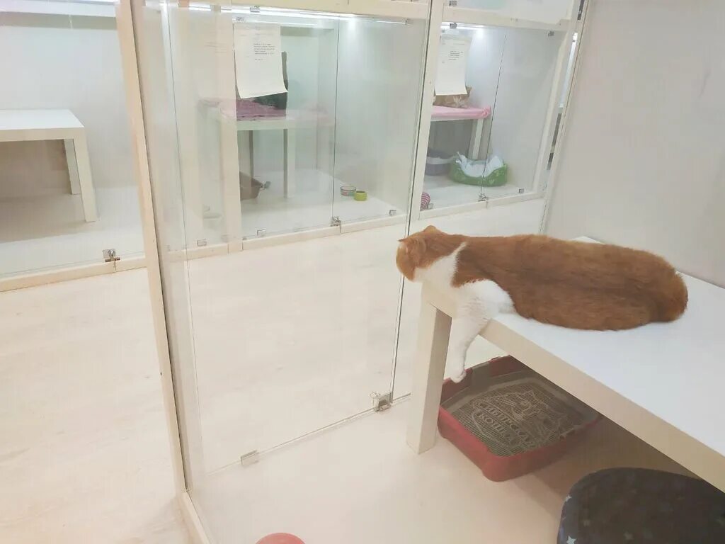 гостиницы для животных нижний. гостиница для кошек. гостиница cat & cat. гостиница для животных. зоогостиницы для собак.