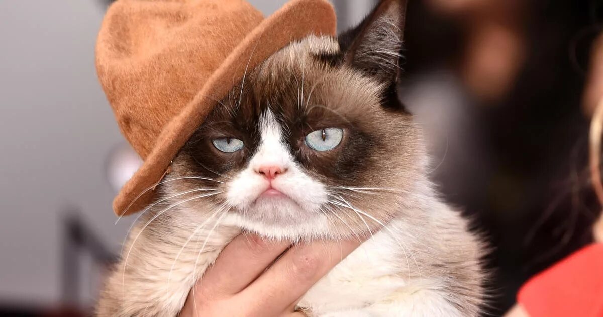 угрюмый мир. кот грампи grumpy кэт. гран пи кэт. угрюмый кот грампи. злобный кот.