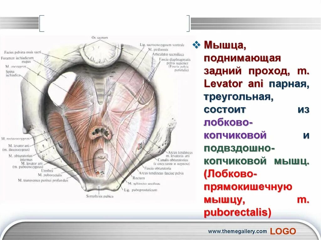 Мышца поднимающая задний проход. Части мышцы поднимающей задний проход. сухожильная дуга мышцы поднимающей задний проход. мышца поднимающая заднепроходное отверстие анатомия.