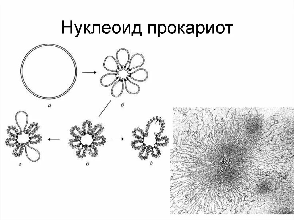 Нуклеоид прокариот