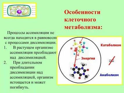Какой элемент преобладает в теле человека