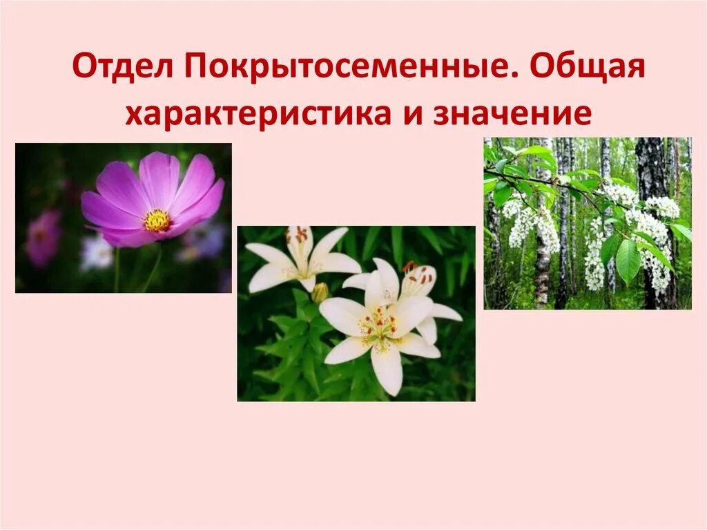 Двудольные цветковые растения. Представители царства покрытосеменных. К отделу покрытосеменных растений относят. Двудольные покрытосеменные растения. Отдел покрытосеменные растения.