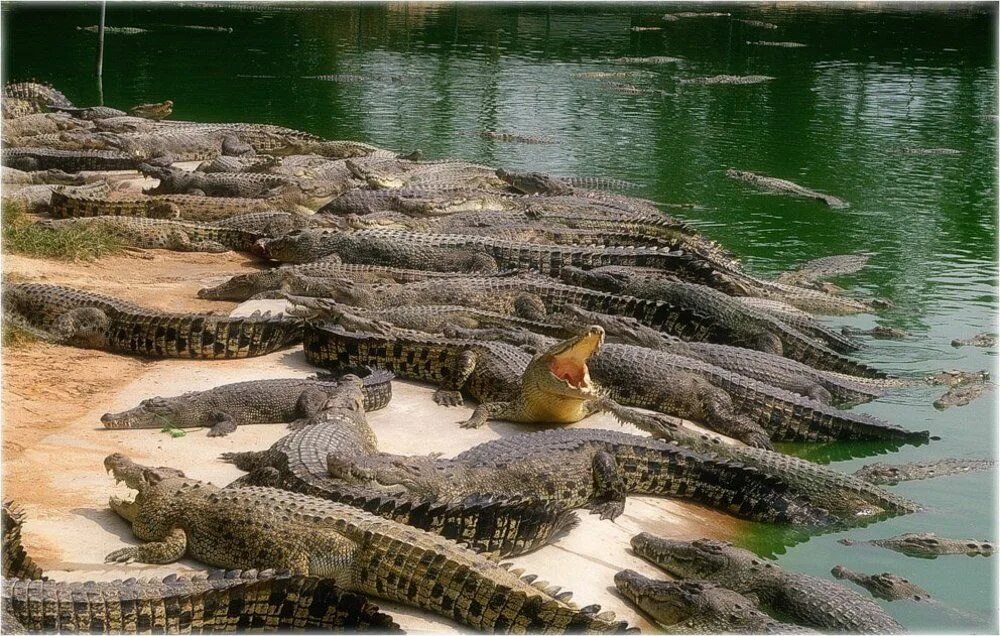 Пляж крокодил. Крокодил на пляже. Крокодил на пляже. Крокодил на берегу. Пляж кейбл бич австралия крокодилы.