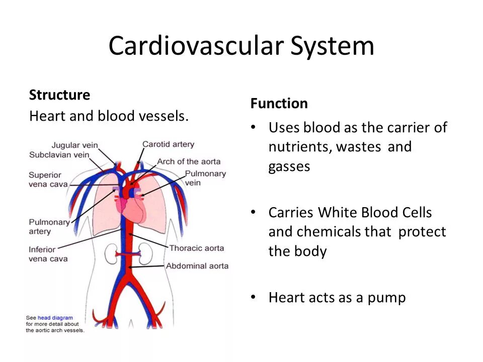 The structure and function of the Heart. The cardiovascular System function. Heart structure. The structure of the Circulatory System.