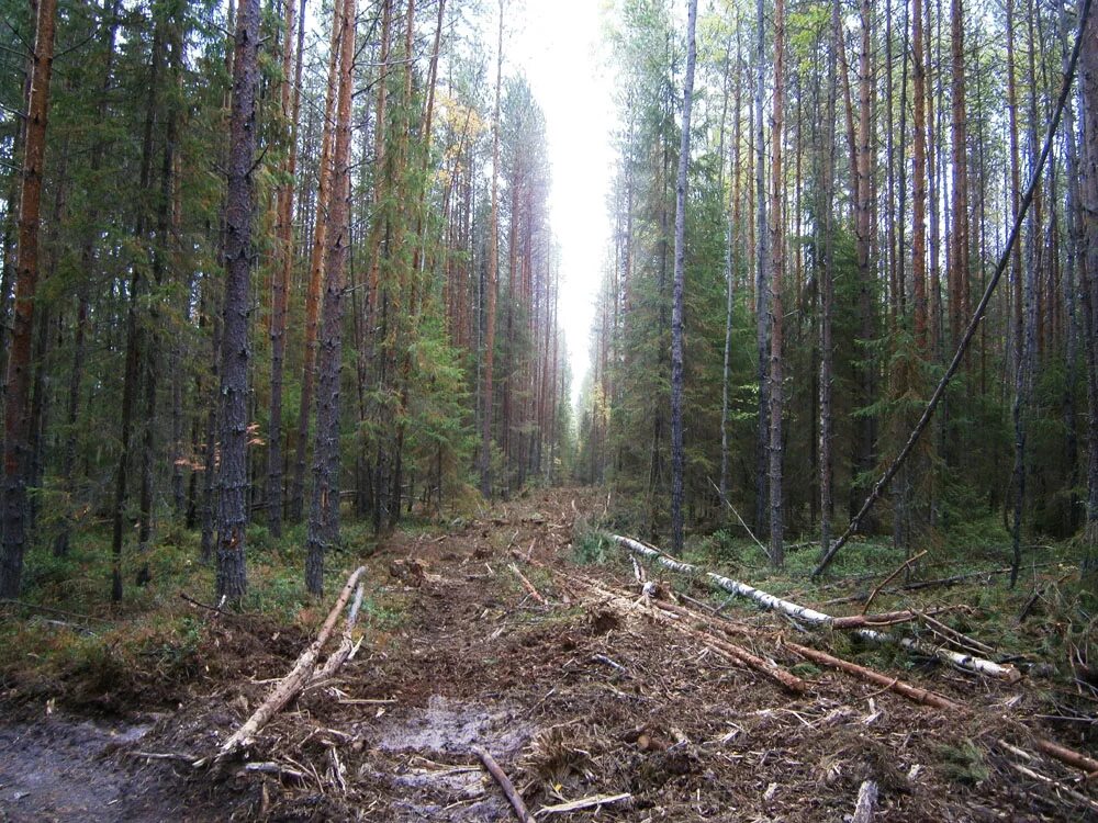 Сплошные выборочные рубки. Равномерно-постепенные рубки. Постепенные рубки лесных насаждений. Выборочная рубка леса. Чересполосные постепенные рубки.