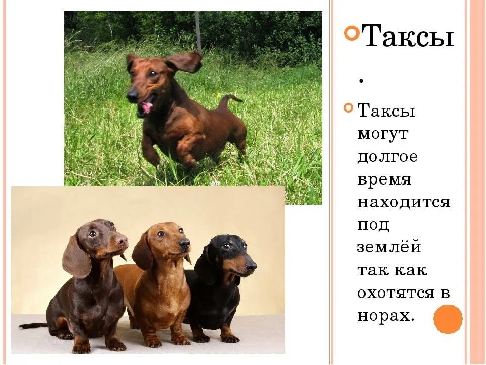 Имя для таксы девочки
