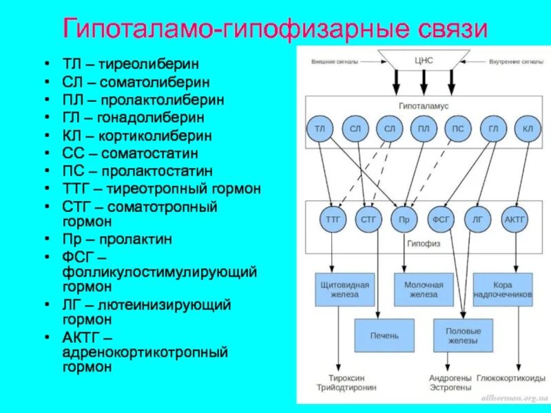 Иерархического соподчинения элементов нервной системы. Схема действия гипоталамо-гипофизарной системы гормоны. Гипоталамо-гипофизарная система функциональные взаимосвязи. Функциональная характеристика гипоталамо гипофизарной системы. Схема работы гипоталамо-гипофизарной системы.