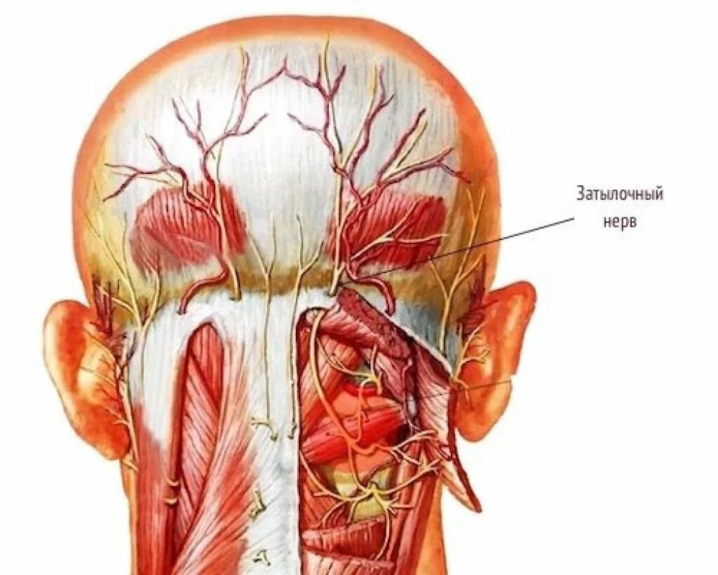 Невралгия затылочного нерва симптомы. Большой затылочный нерв анатомия. Подзатылочный нерв анатомия. Невралгия затылочного нерва нерва. В области затылка и шеи