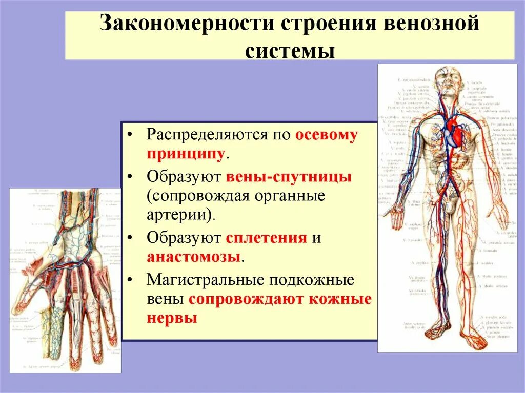 Строение венозной системы. Венозная система человека анатомия схема. Общий план строения венозной системы. Функции венозной системы.