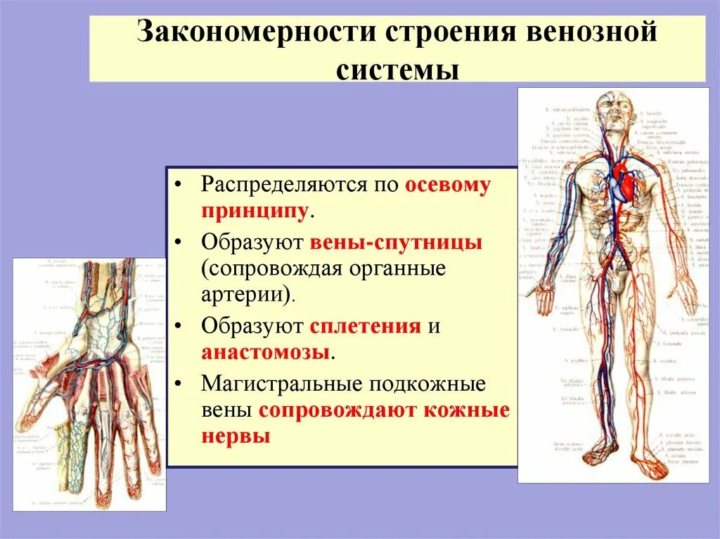 Особенность строения вены по сравнению с артерией. Строение венозной системы. Венозная система человека анатомия схема. Общий план строения венозной системы. Функции венозной системы.