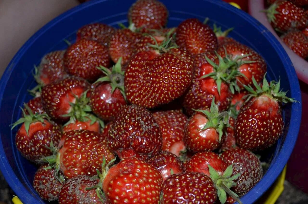 Сорт клубники бордового цвета. Ремонтантная клубника черный принц. сорт виктории черный принц. черри берри клубника. клубника ремонтантная маджестик.