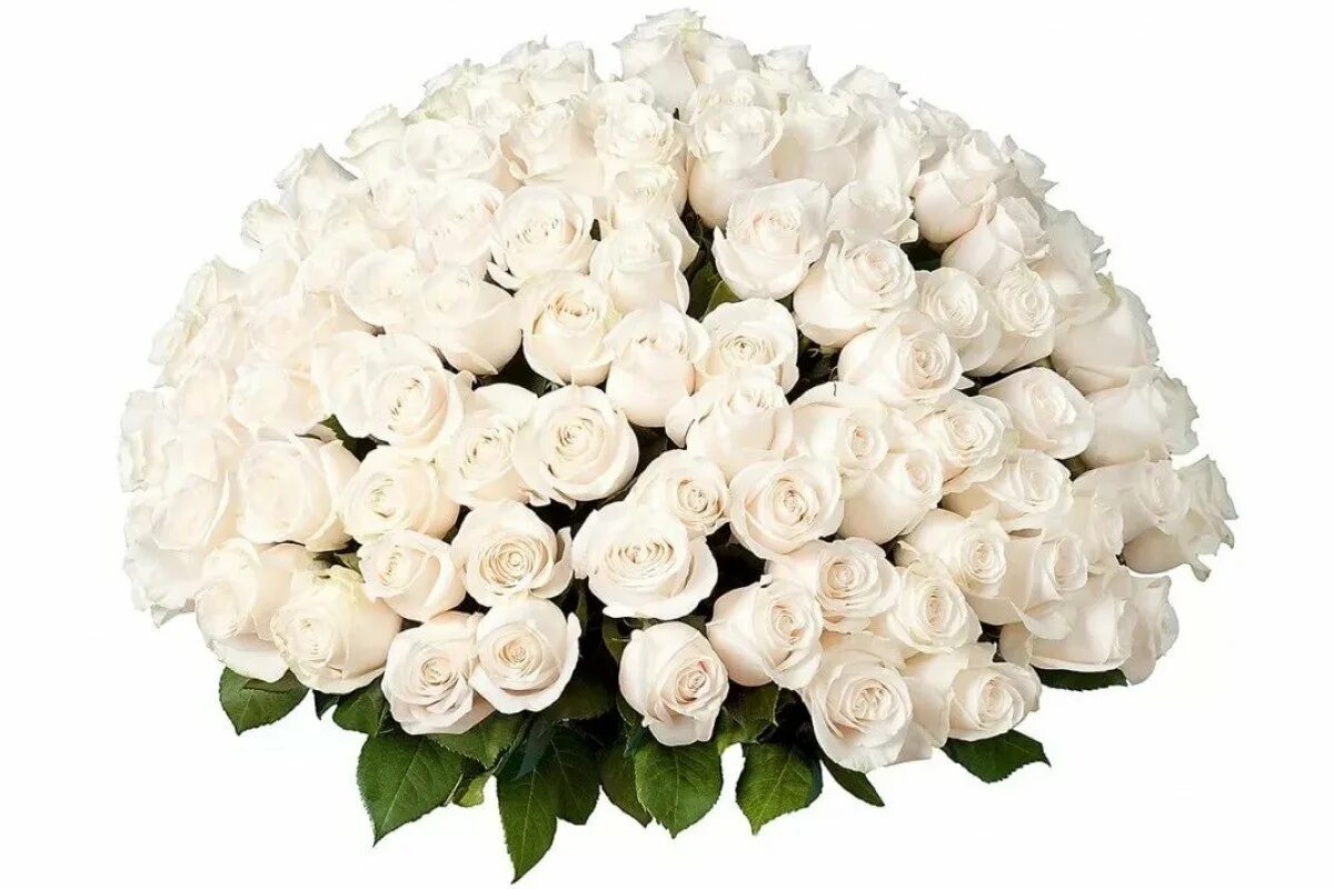 Розы белые низкие