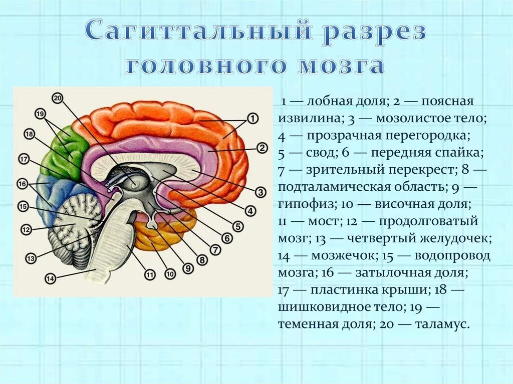 Мозг имеет полость. Схема сагиттального разреза головного мозга. Отделы головного мозга на сагиттальном срезе. Сагиттальный разрез мозга отделы. Промежуточный мозг Сагиттальный срез.