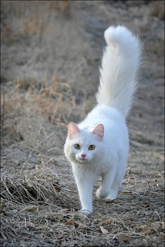 ангорская кошка. белые кошки с серым хвостом. белая кошка с коричневыми пятнами. ангорская кошка. невская маскарадная кошка белая.