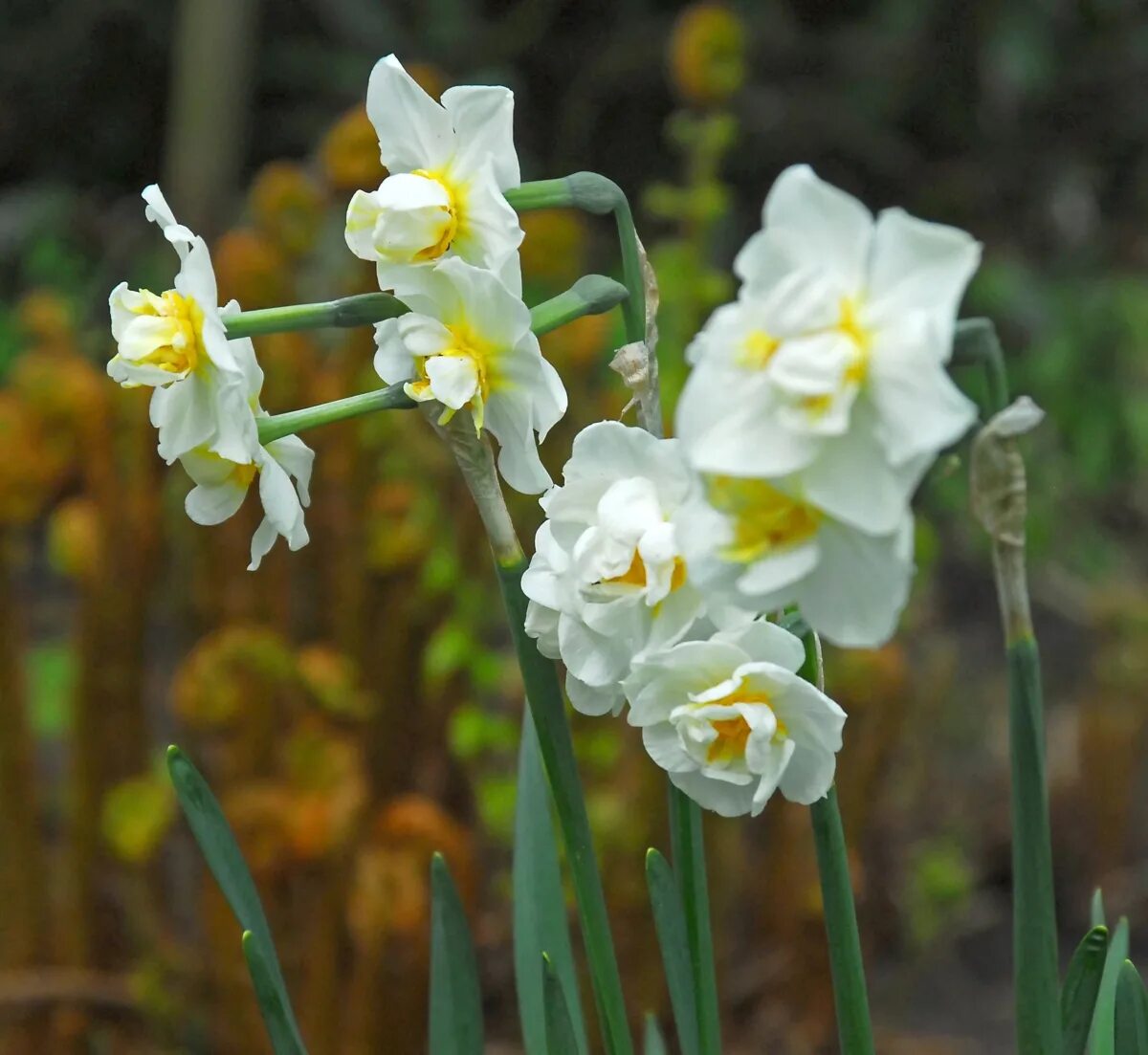 Нарцисс white cheerfulness. Нарцисс чирфулнесс фото. Нарцисс чирфулнесс. Нарцисс чирфулнесс фото. Нарцисс чирфулнесс фото.