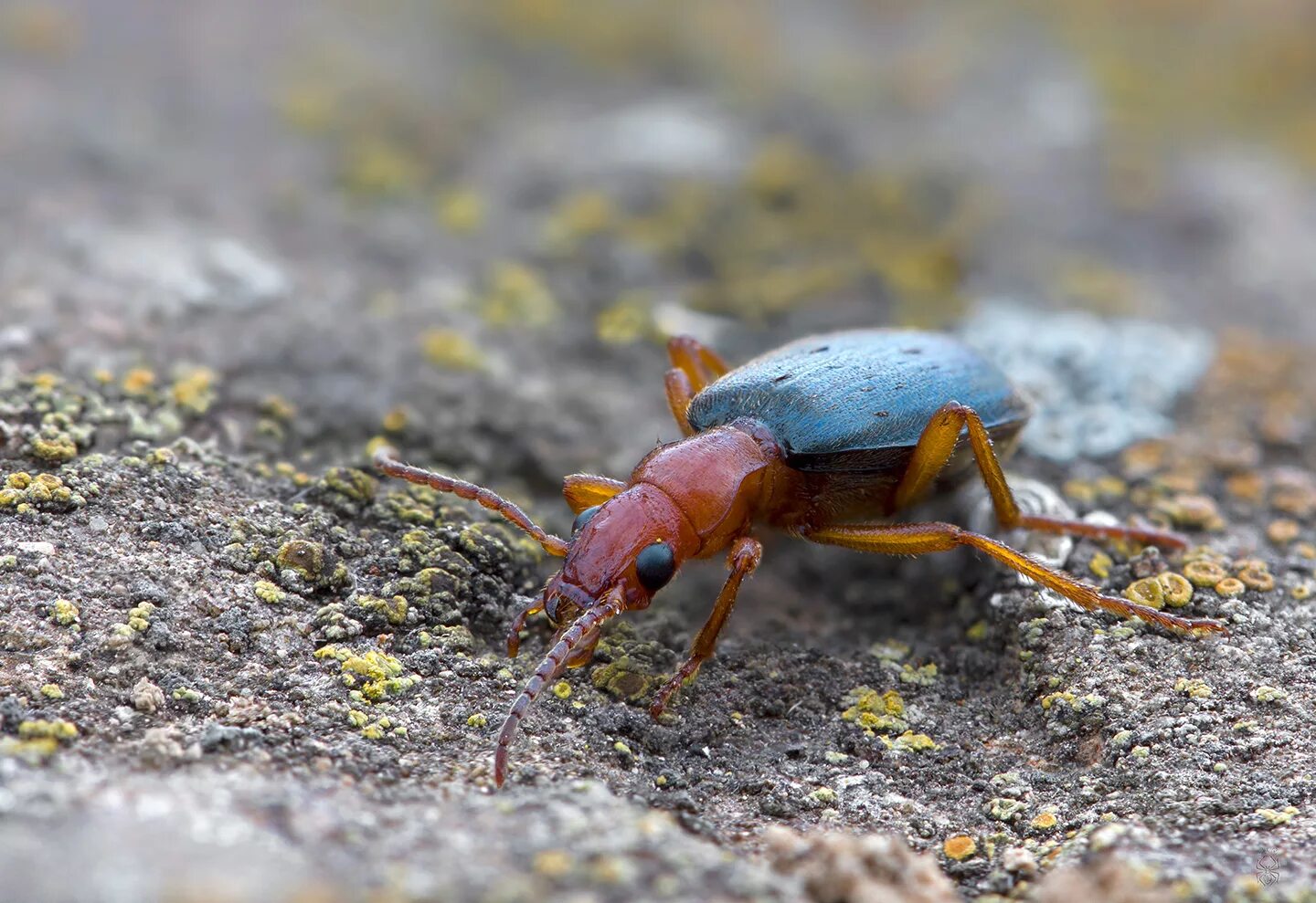 Жук нарывник красноголовый. Жук-бомбардир защищается. Сурмин жук. Сурмин жук. Жук стригун короед.