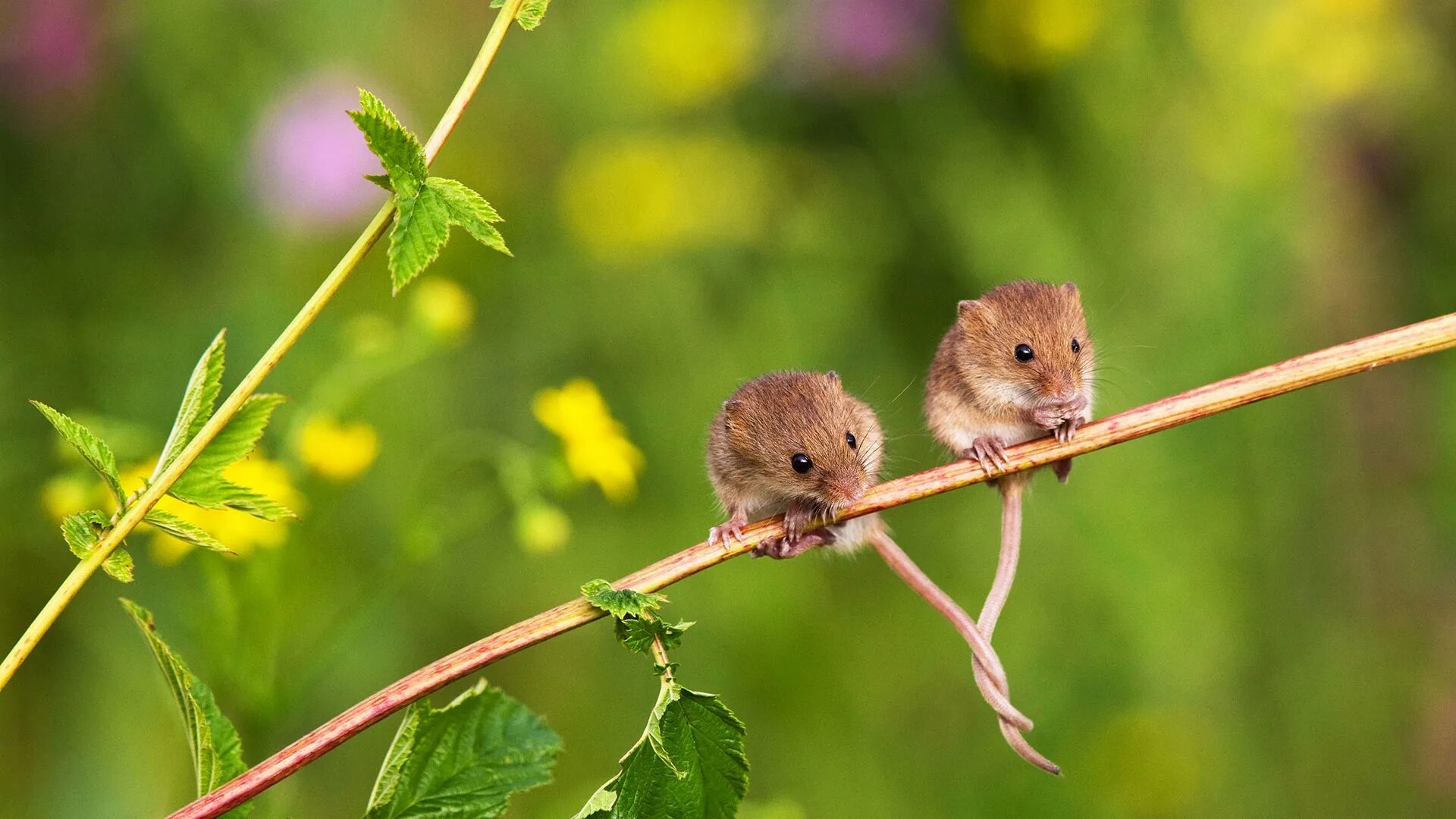 Мыши весной. Домик мыши малютки. Мышь Малютка. Московский зоопарк мыши-малютки. Мышь Малютка размер.