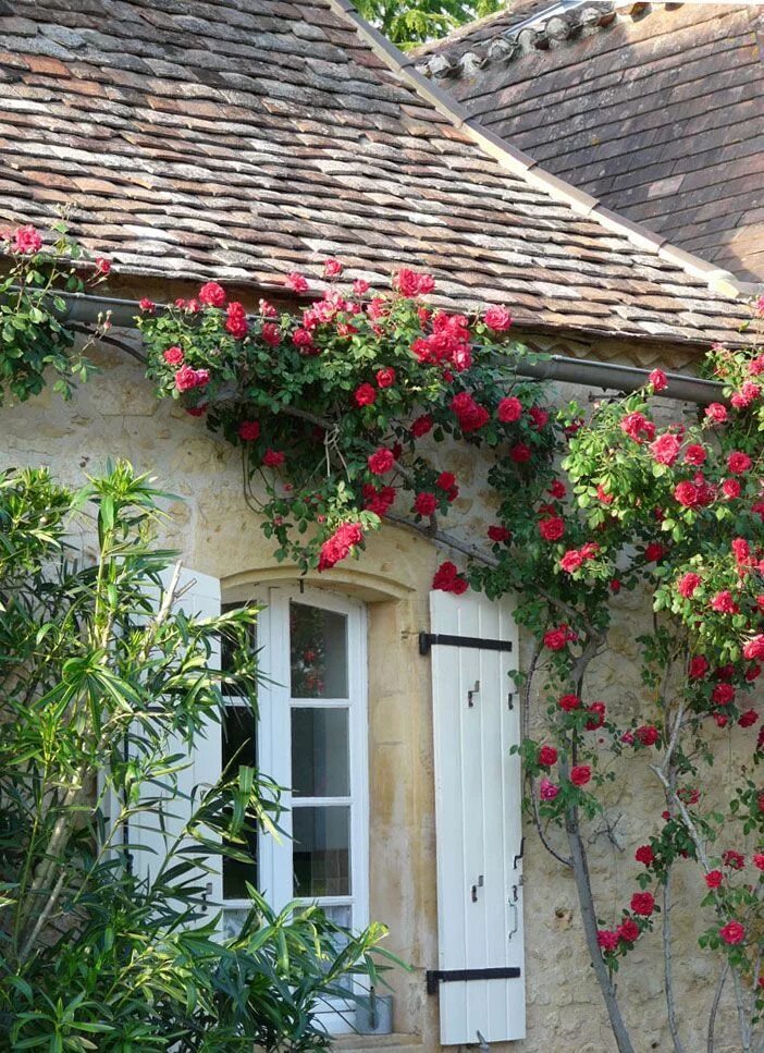 French dream. Вьющиеся растения цветы во Франции. Старые домики в стиле Прованс фасад. Плетущиеся розы в интерьере.