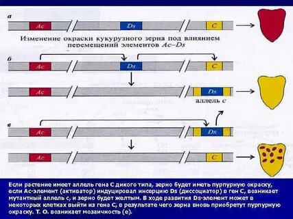 Ген дикого типа