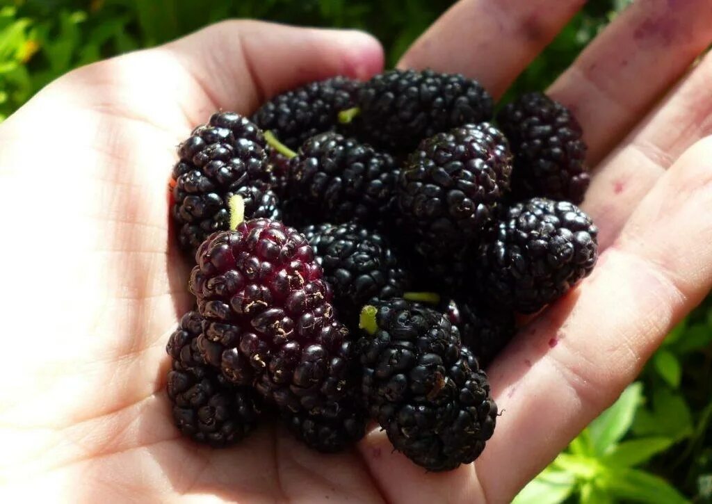 Шелковица хартут. Тутовник хартут. Тутовина. Тутовина. Тутовник хартут.