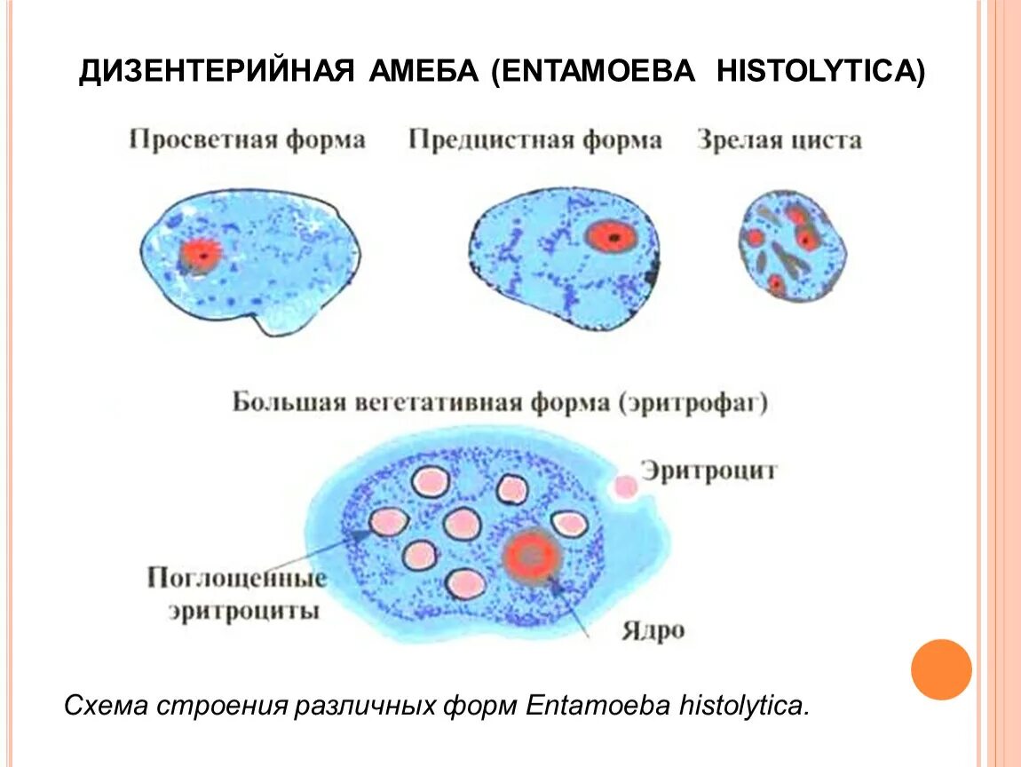 Эритроцит амеба. Дизентерийная амеба схема строения. морфологические формы дизентерийной амебы. дизентерийная амеба entamoeba histolytica систематика. дизентерийная амеба характеристика.