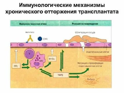 Иммунное отторжение