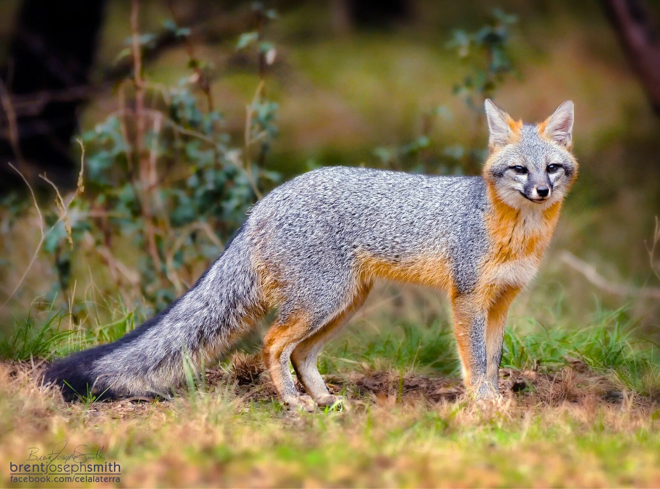 Fox wiki. Секуранская лисица. Островная лисица Urocyon littoralis. Пампасская лисица Южной Америки. Серая лисица Южная Америка.