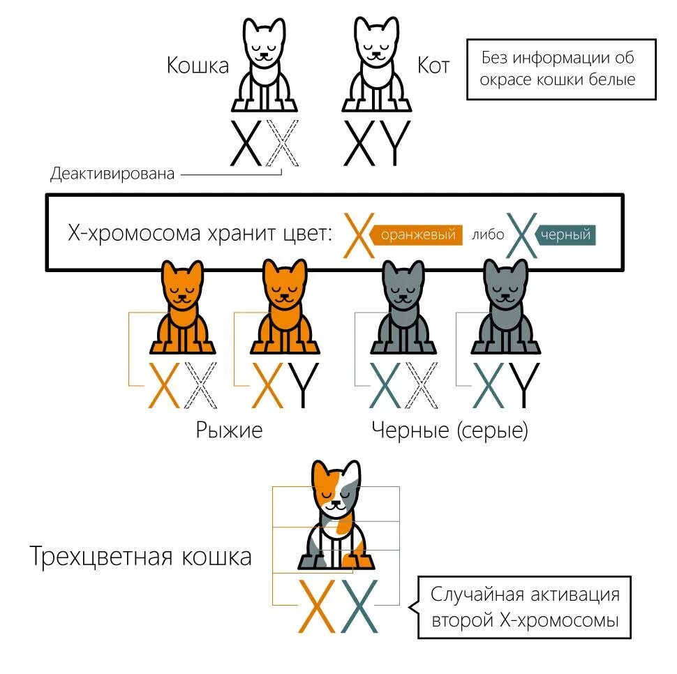 Схема наследование окраски у кошек. Наследование кошачьего окраса. Наследование окраса у кошек. Генетика окрасов кошек.