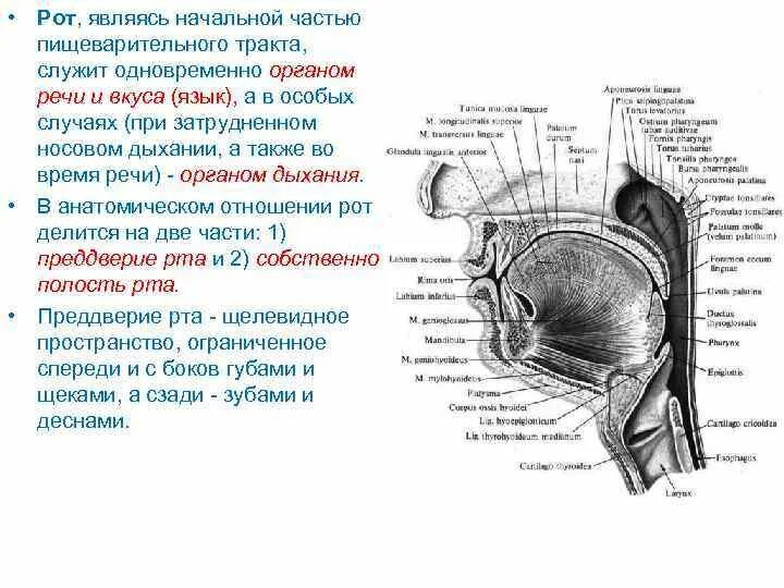 Ostium pharyngeum tubae auditivae. Патологии органов речи схема. Анатомия и физиология органов речи. Анатомия физиология и патология органов речи. Анатомия речевого аппарата и физиология органов речи.