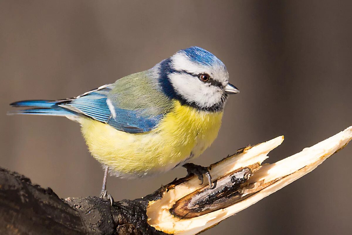 Синица стоит. Синица стоит. Большая синица и синица лазоревка. Синица стоит. Хвост синицы.