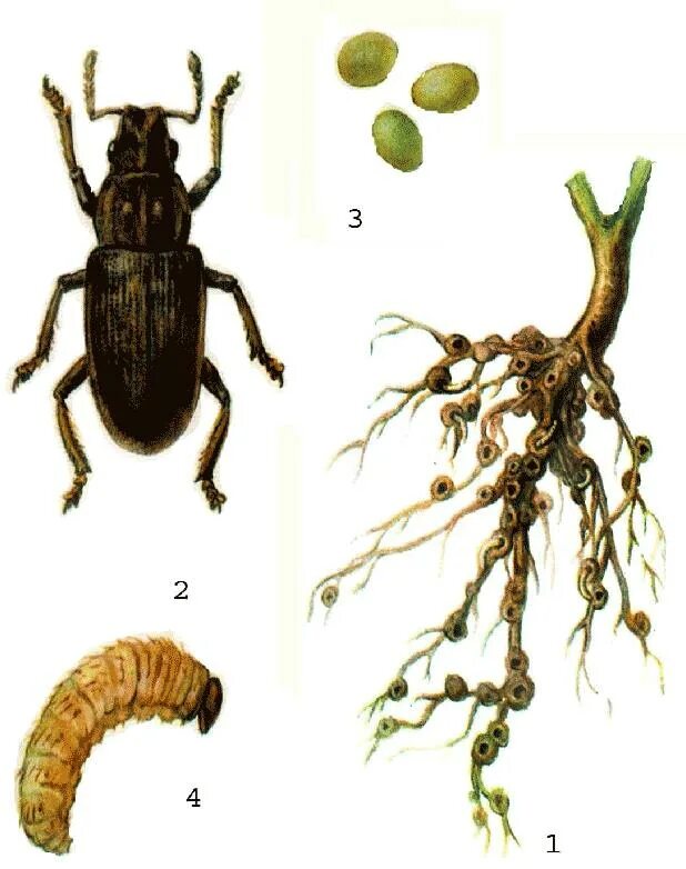Личинки корень. Клубеньковый долгоносик личинка. Щетинистый клубеньковый долгоносик. Клубеньковый долгоносик повреждения. Полосатый клубеньковый долгоносик.