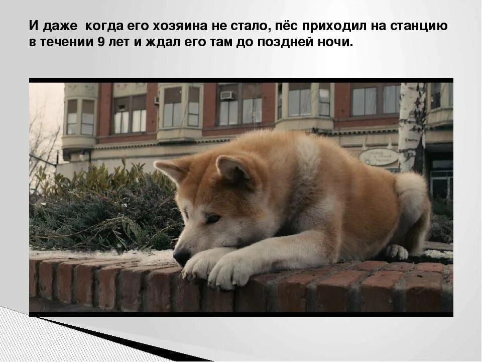 Можно ли на выборы прийти с собакой