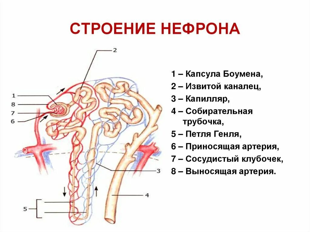 Капсула нефрона называется. Строение структуры нефрона. Строение нефрона почки. Каналец нефрона строение. Строение нефрона почки анатомия.