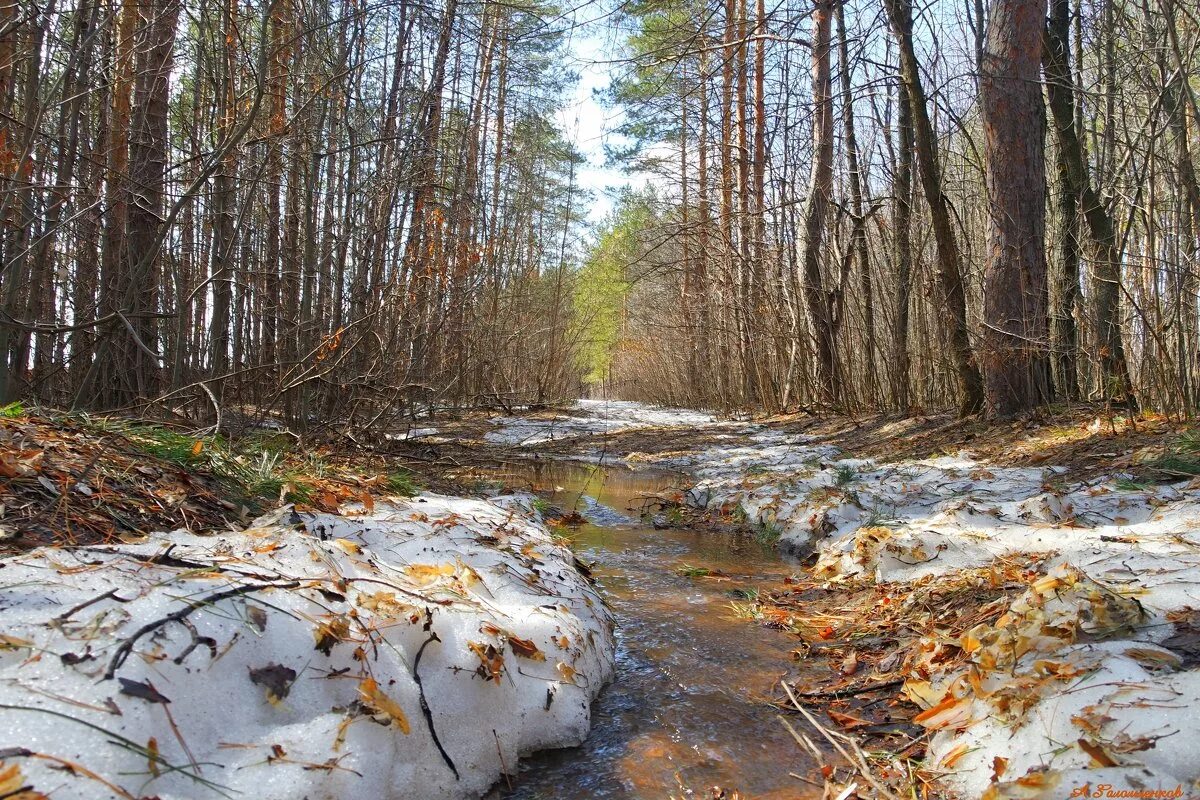 Прогулка в лесу весной. Прогулка в лесу. Прогулка по весеннему лесу. Прогулка по лесу весной. Лес в подмосковье весной.