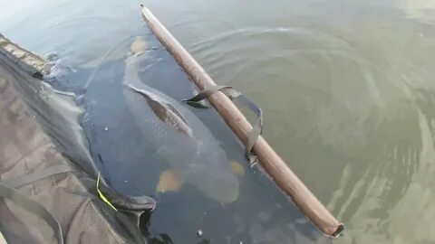 Золотой карп орел рыбалка