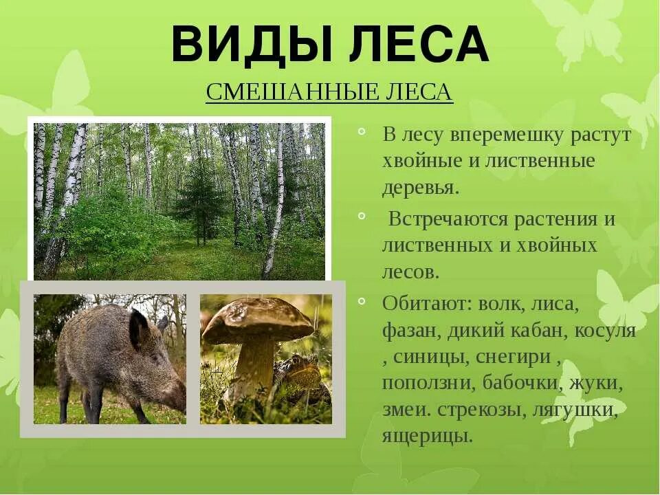 Что есть в смешанном лесу