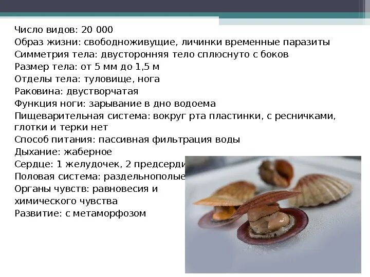 Число видов двустворчатых. Симметрия двустворчатых моллюсков. симметрия тела моллюсков. тип симметрии двустворчатых моллюсков. наличие симметрии тела у двустворчатых моллюсков.