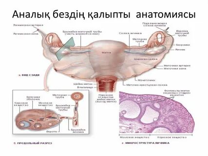 Ильичевскідегі жыныстық қатынас