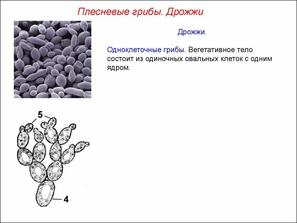 Признаки одноклеточных грибов. Дрожжи одноклеточные грибы. Грибы паразиты дрожжи. Грибница одноклеточных грибов. Одноклеточные плесневые грибы.