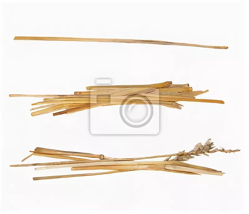 Камыш щетиновидный. Мискантус букле. Соломенная стена. Колосья пшеницы. Солома фактура.