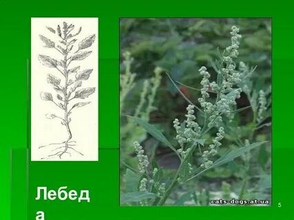 Вред лебеды
