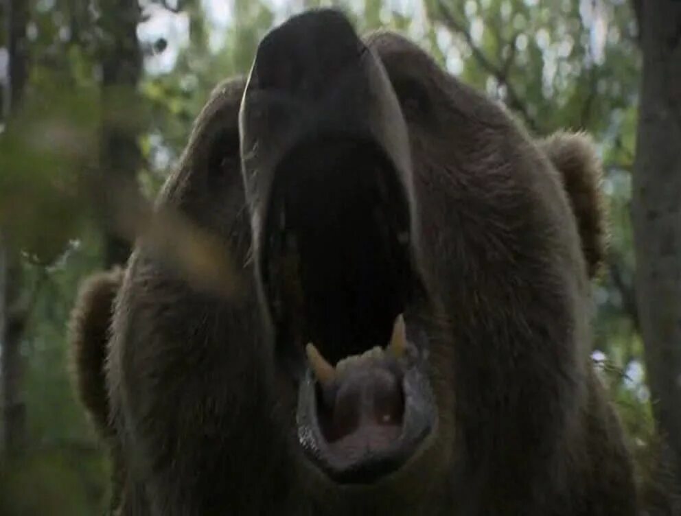 Гризли 2007. Гризли 2007. Гризли 2007. Гризли 2007. Гризли 2007.