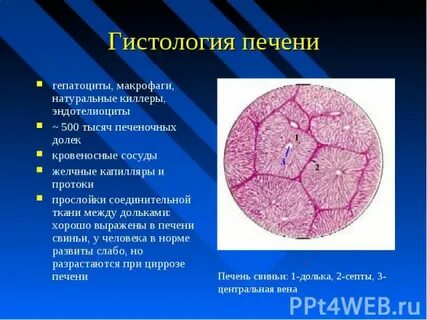 Макрофаги печени