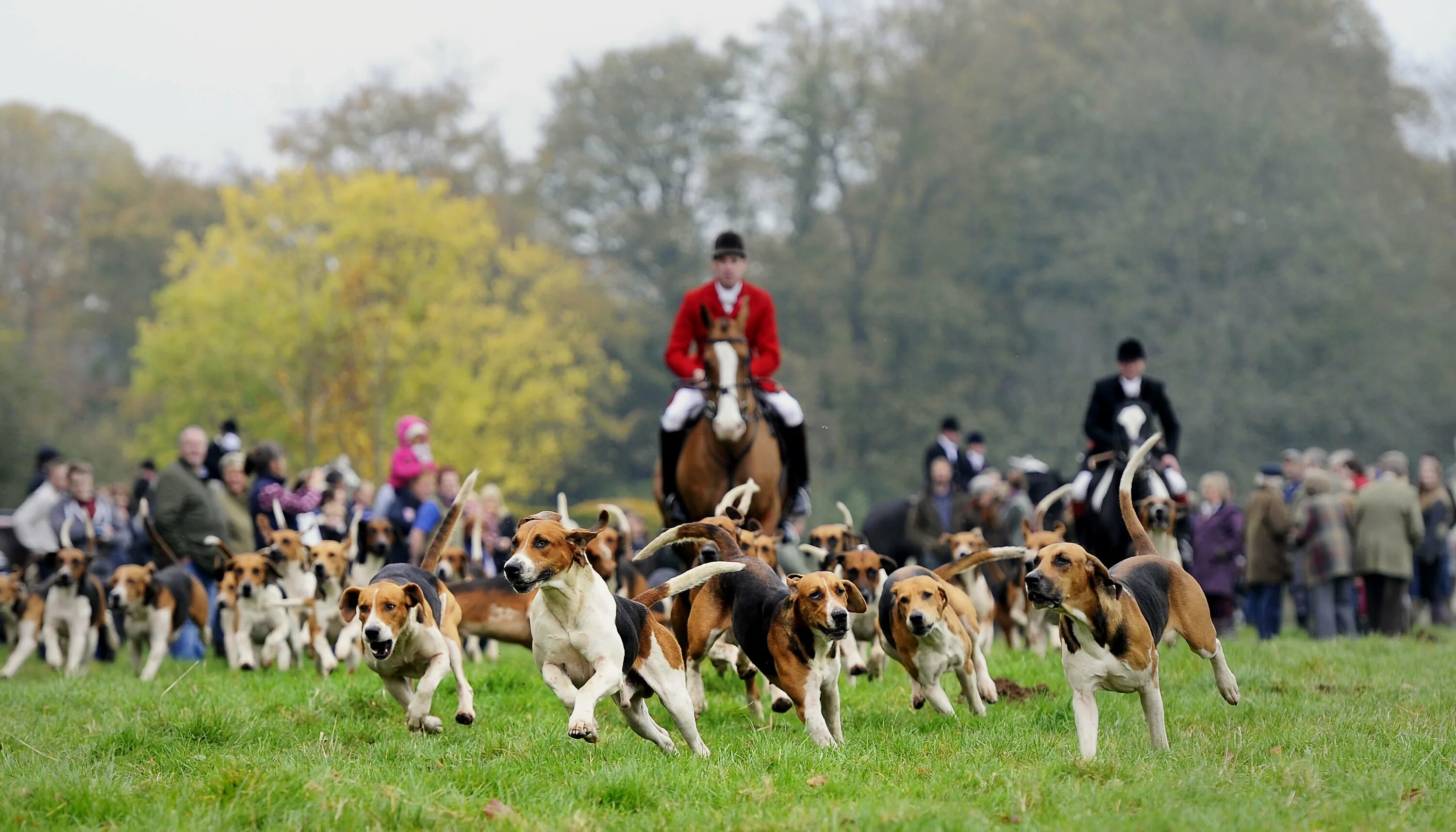 Fox hunting. Фокс Хантинг. Fox Hunting in Britain. Whipper Fox Hunting. SPACEMAXMARINE Fox Hunting.