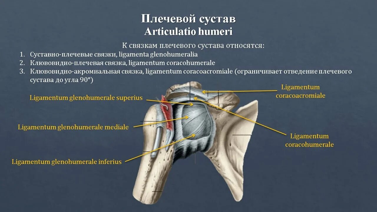 Анатомия плечевого сустава. Суставная капсула плечевого сустава латынь. Связочный аппарат плечевого сустава. Плечевой сустав анатомия медунивер. Плечевые связки анатомия.