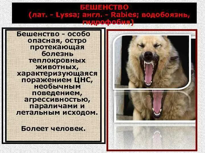 Собаки больные бешенством. Агрессивная собака. Механизмы и пути передачи вируса бешенства. Злой пес. Собака во время бешенства.